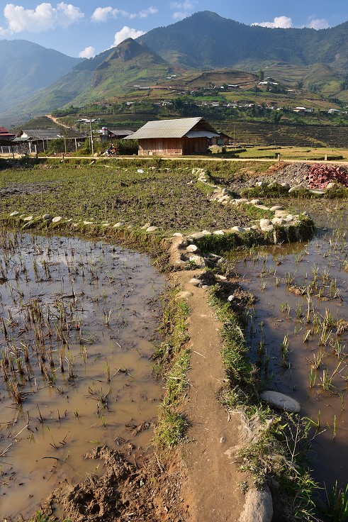 Vietnam - rýžová pole u Tú Le, sz. od Nghia Lo