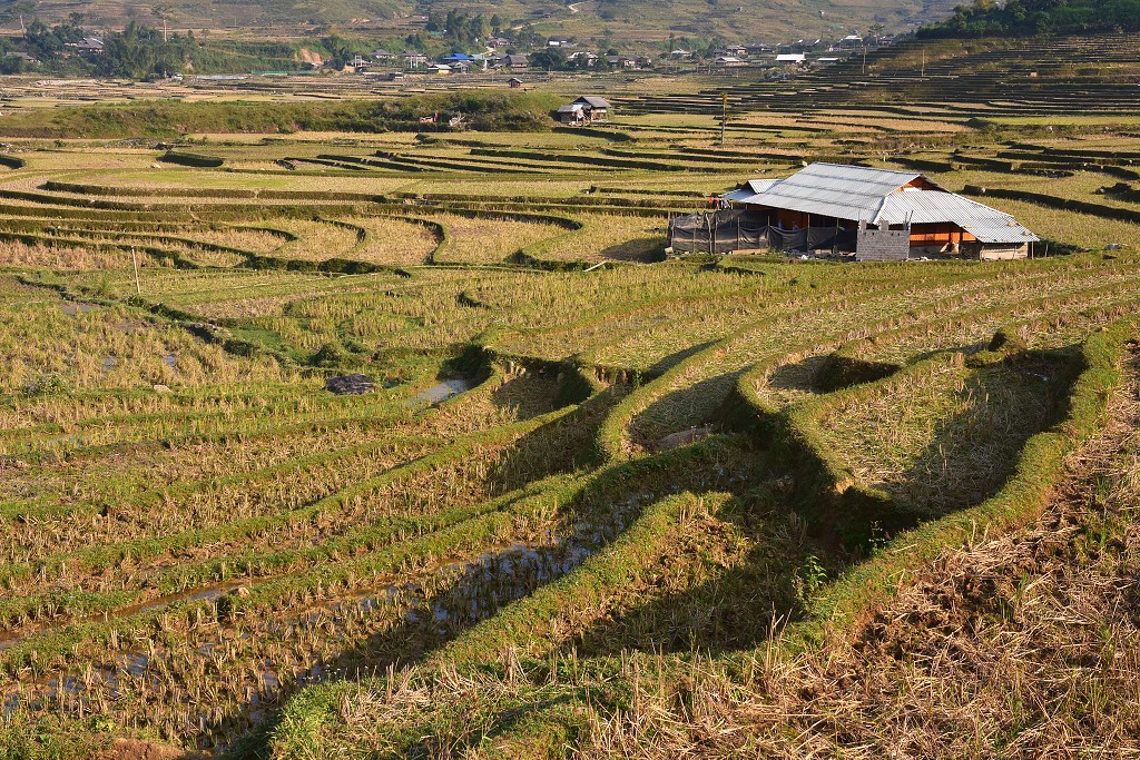 Vietnam - rýžová pole u Tú Le, sz. od Nghia Lo