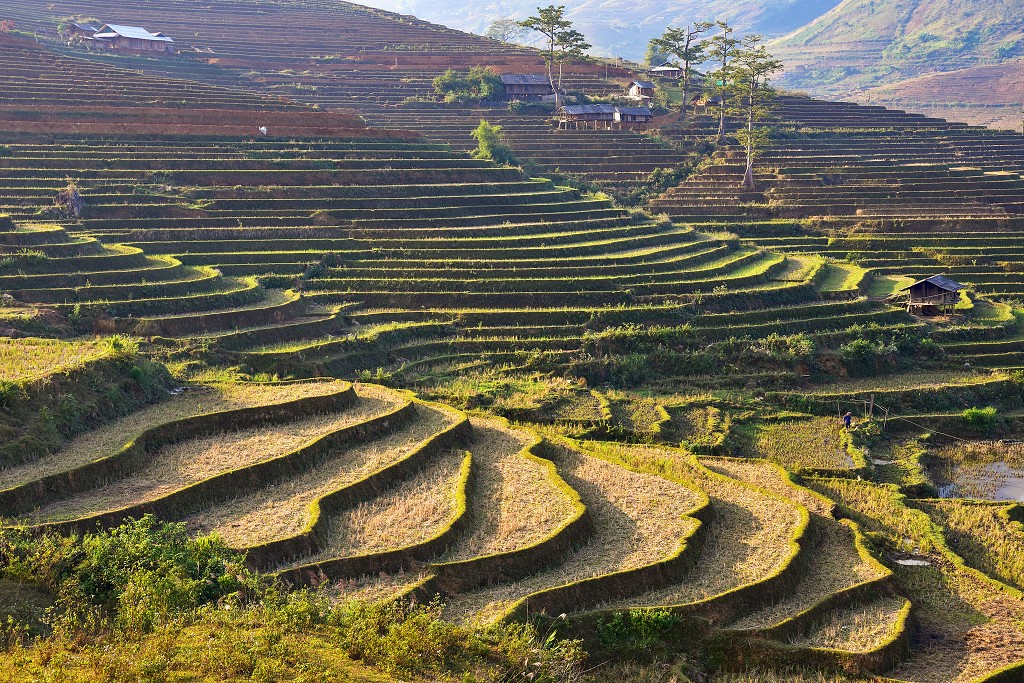 Vietnam - rýžová pole u Tú Le, sz. od Nghia Lo