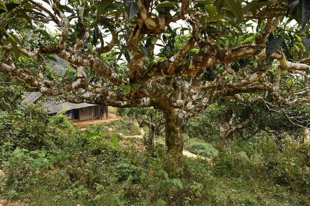 Vietnam - čajovník ve formě stromu, u Nghia Lo