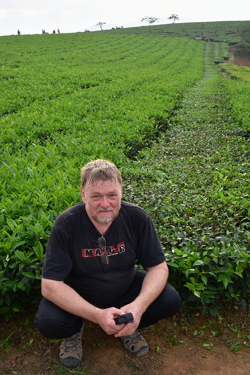 Vietnam - sklizeň čaje, u Nghia Lo