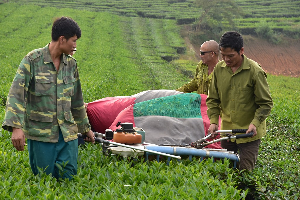 Vietnam - sklizeň čaje, u Nghia Lo