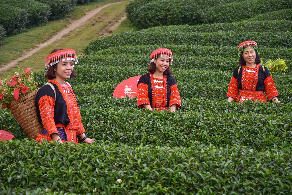 Vietnam - vášeň se fotit, čaj. plantáže Doi Che Trai Tim