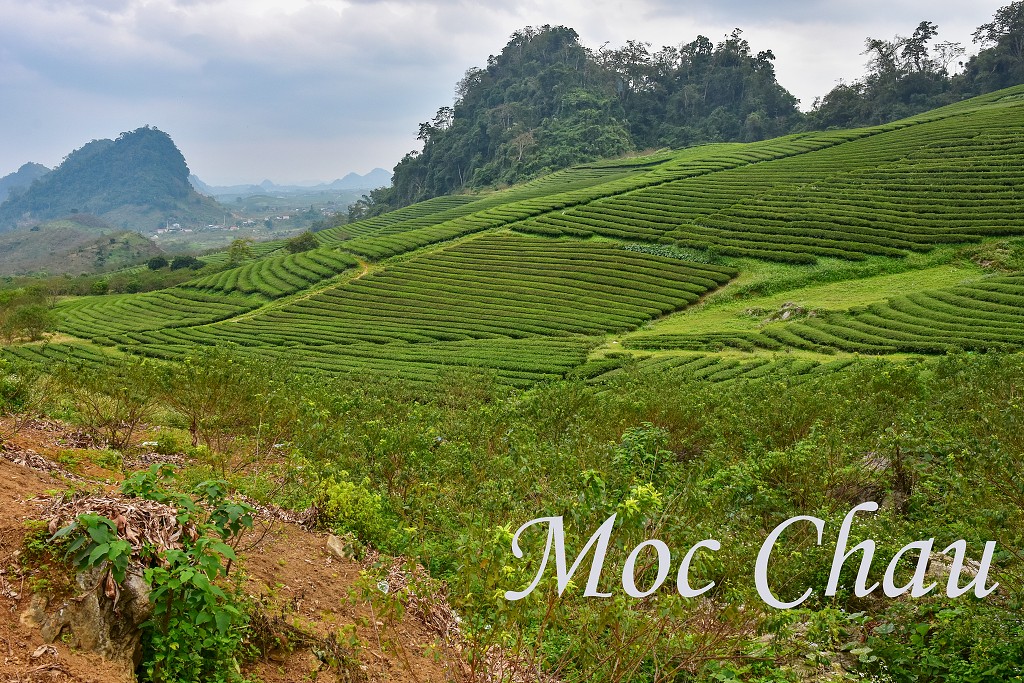 Vietnam - čajové plantáže u Tan Lap, severně od Moc Chau