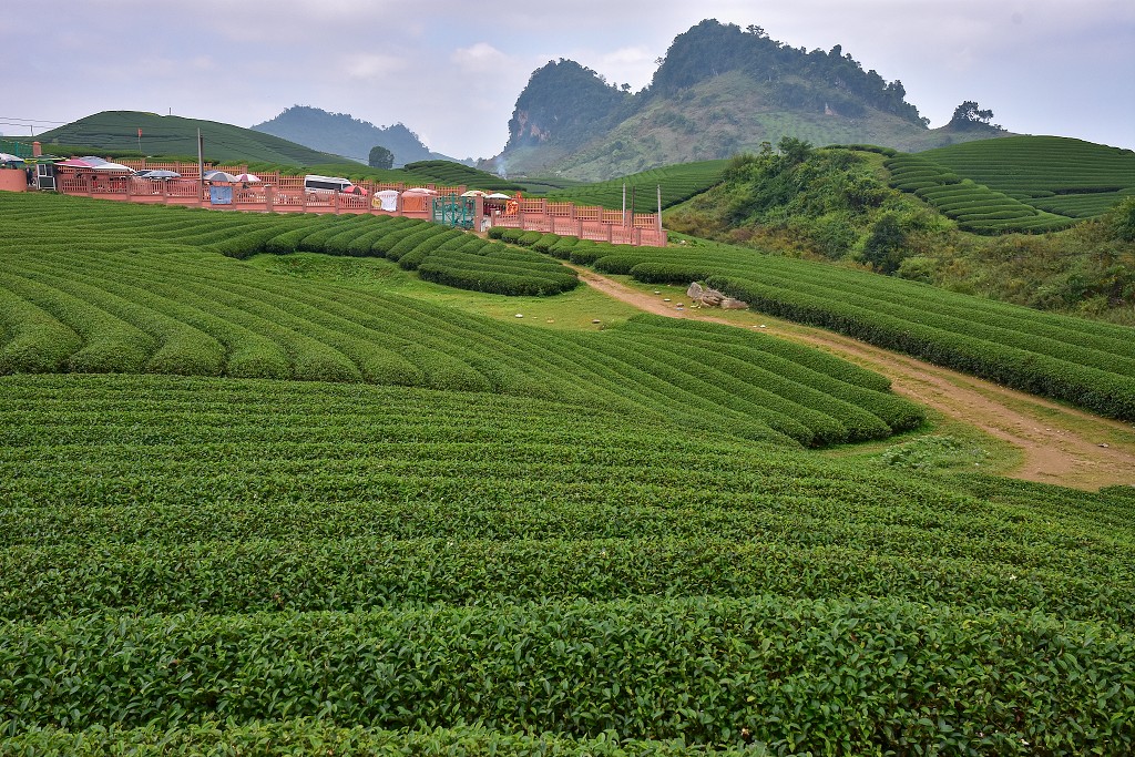 Vietnam - čaj. plantáže Doi Che Trai Tim, u Moc Chau