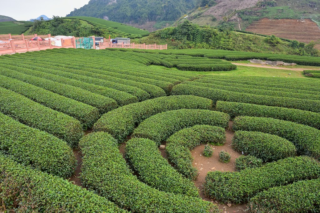 Vietnam - čaj. plantáže Doi Che Trai Tim, u Moc Chau
