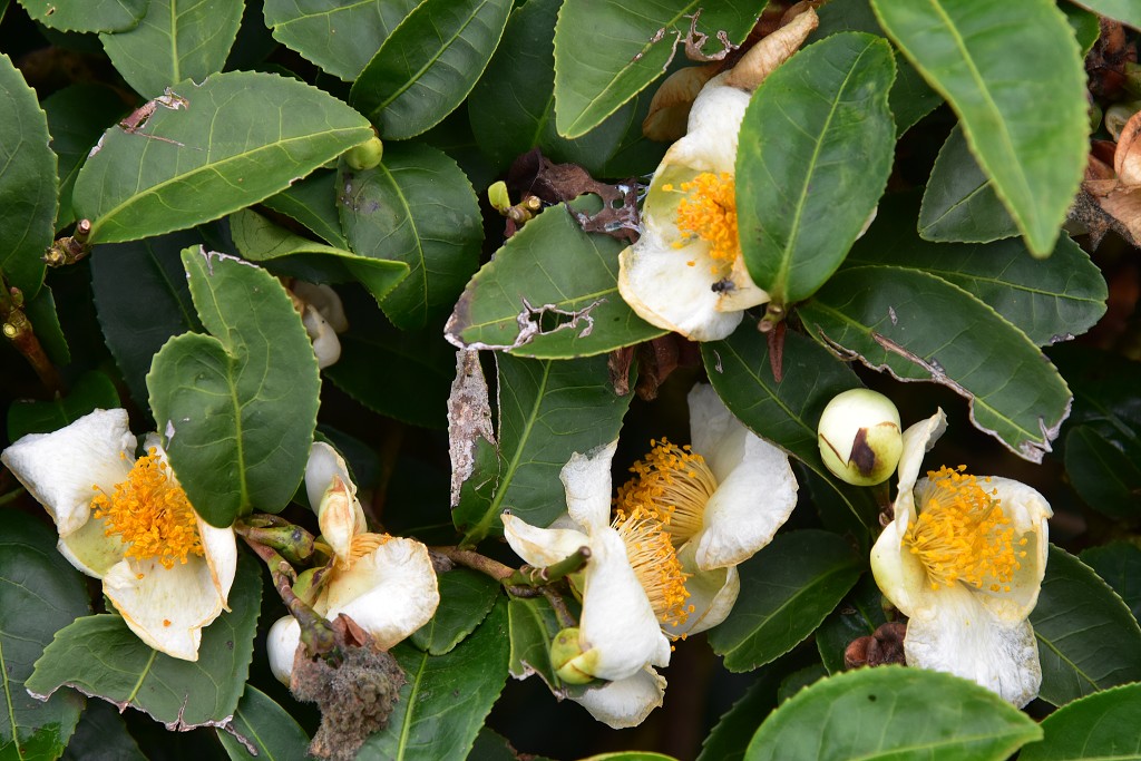 Vietnam - čaj. plantáže Doi Che Trai Tim, u Moc Chau