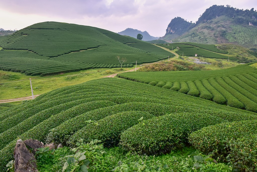 Vietnam - čaj. plantáže Doi Che Trai Tim, sev. od Moc Chau