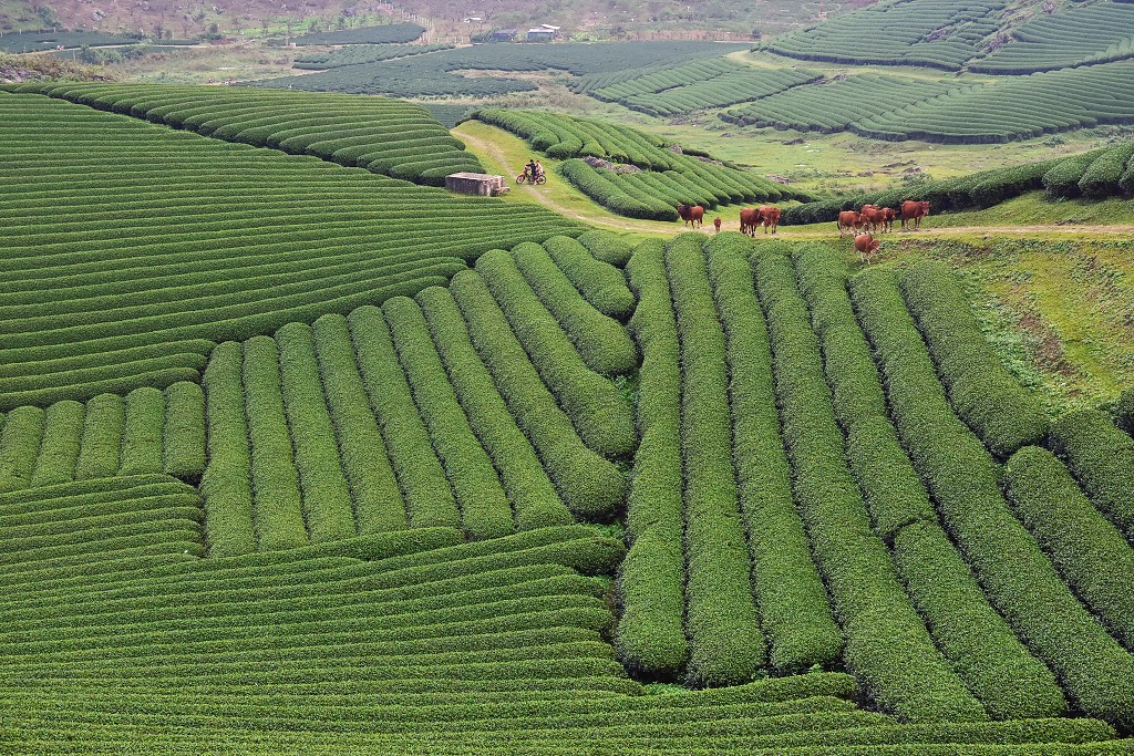 Vietnam - čaj. plantáže Doi Che Trai Tim, sev. od Moc Chau