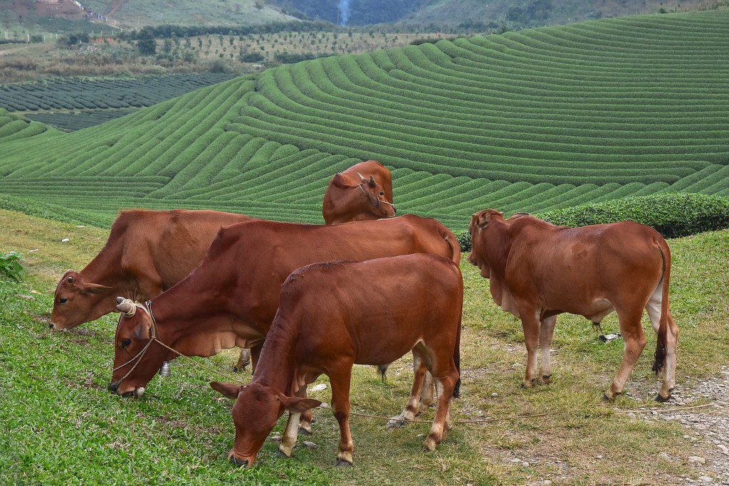 Vietnam - čaj. plantáže Doi Che Trai Tim, sev. od Moc Chau