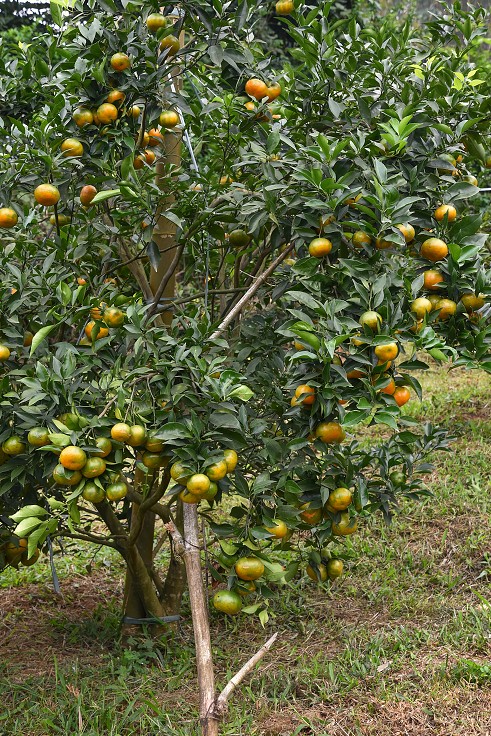 Vietnam - přes sady v okolí Nghia Lo