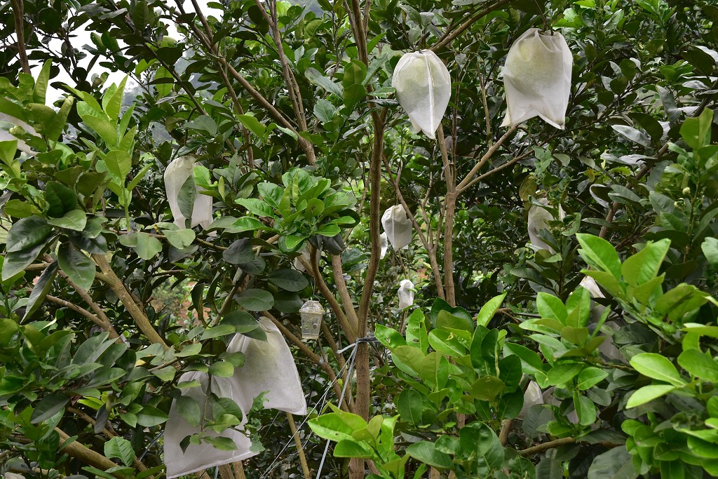 Vietnam - pomelo, přes sady v okolí Nghia Lo