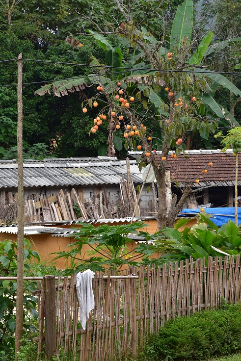 Vietnam - kaki, u Tam Son