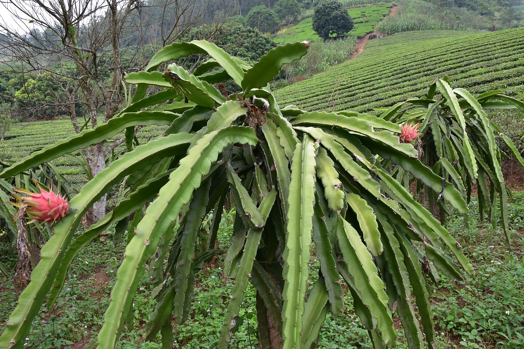 Vietnam - dragon fruit, přes sady v okolí Nghia Lo