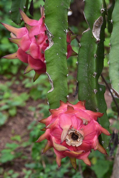 Vietnam - dragon fruit, přes sady v okolí Nghia Lo