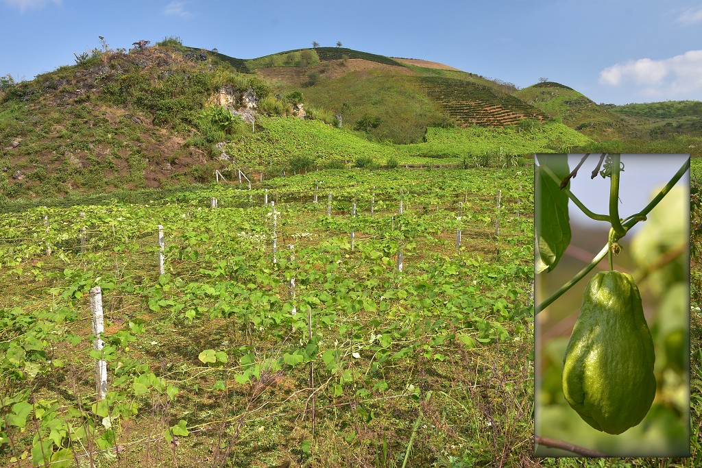 Vietnam - guava, oblast Tan Lap, sev. od Moc Chau