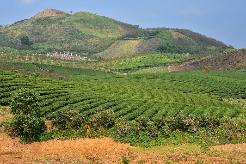 Vietnam - oblast čaj. plantáží Tan Lap, na slepé silnici sev. od Moc Chau