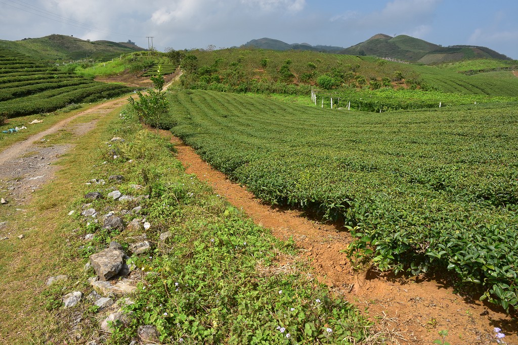 Vietnam - oblast čaj. plantáží Tan Lap, na slepé silnici sev. od Moc Chau