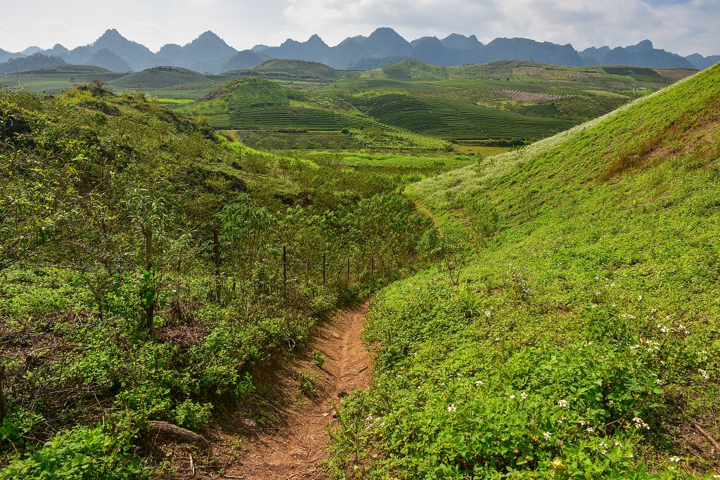 Vietnam - oblast čaj. plantáží Tan Lap, na slepé silnici sev. od Moc Chau