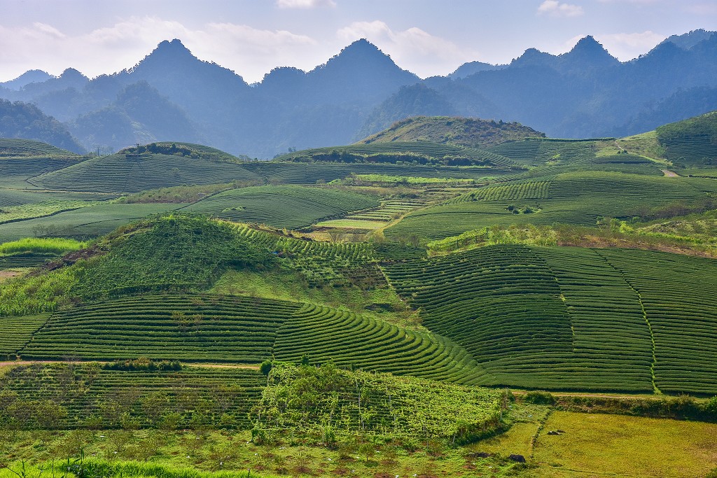 Vietnam - oblast čaj. plantáží Tan Lap, na slepé silnici sev. od Moc Chau