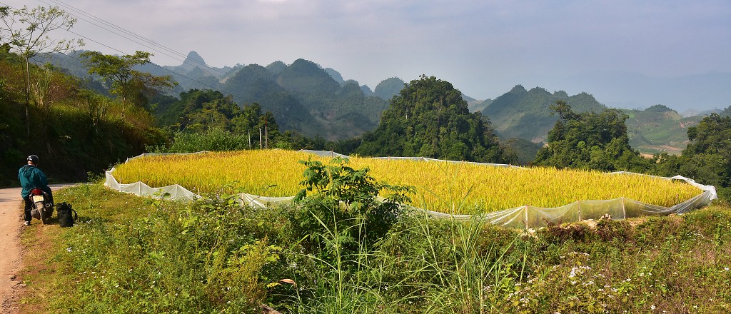Vietnam - rýžová políčka u Tan Lap, severně od Moc Chau