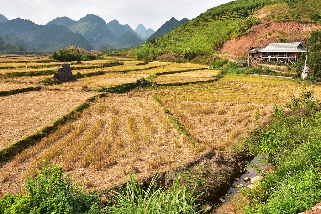 Vietnam - rýžová políčka u Tan Lap, severně od Moc Chau