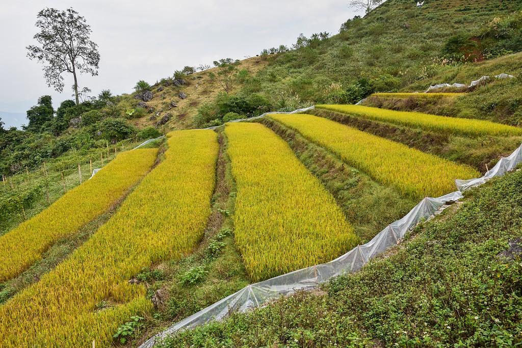 Vietnam - rýžová políčka u Tan Lap, severně od Moc Chau